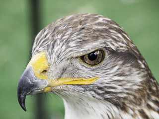 Eagle falconry exhibition