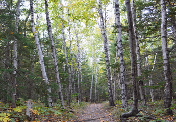 Fototapeta premium Birch tree forest in Acadia National Park, Maine-USA