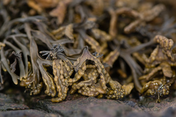 Channeled wrack (Pelvetia canaliculata) seaweed. Common brown algae with distinct channel on underside and warty terminal reproductive receptacles, on British coast