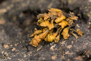 Channeled wrack (Pelvetia canaliculata) seaweed close up. Common brown algae with distinct channel on underside and warty terminal reproductive receptacles, on British coast