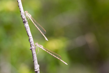 dragonfly in nature. macro