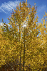 The sun shinging through the golden Aspen leaves on a beautiful fall day along the Gallatin River in Montana.Montana.