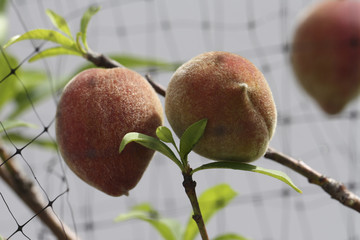 Image of Baby Peaches
