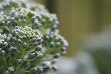 Macro Image of Broccoli
