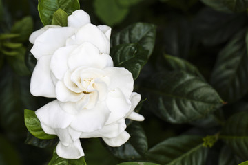 Image of a Gloria Gardenia
