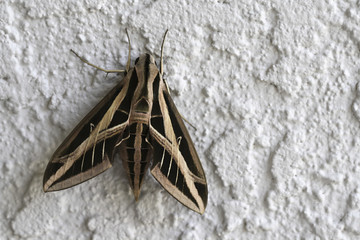 Image of a Giant Moth
