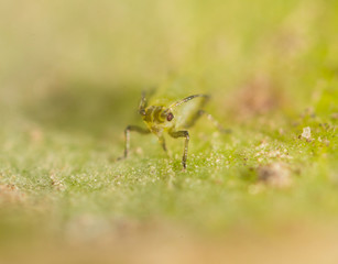 Extreme magnification - Green aphids on a plant