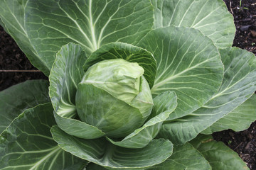 Image of a Head of Cabbage

