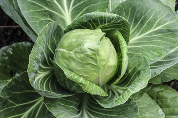 Obraz premium Image of a Head of Cabbage 