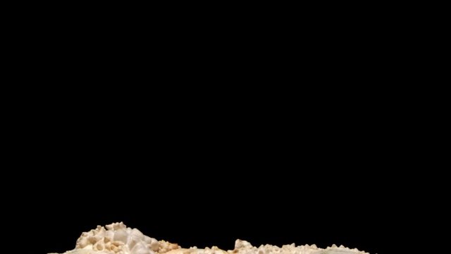 King Oyster Mushroom Timelapse