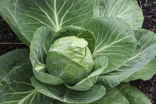 Image of a Head of Cabbage
