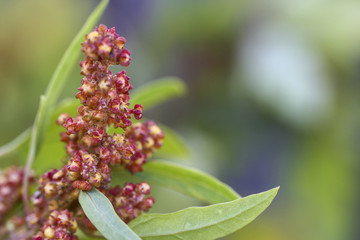 Image of a Quinoa Plant
