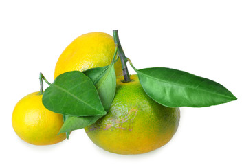 Three full fruit of yellow tangerines with several green leafs