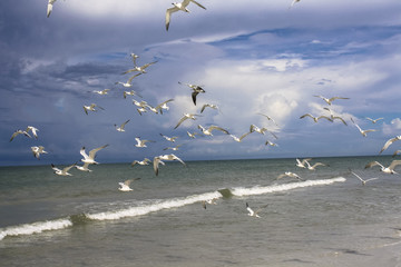 Image of Seagulls Flying
