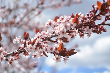 Pink flowers blooming on tree in spring