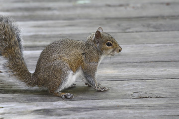 Image of a Squirrel
