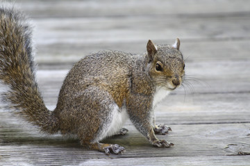 Image of a Squirrel
