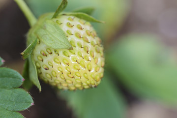 Image of a Strawberry Growing
