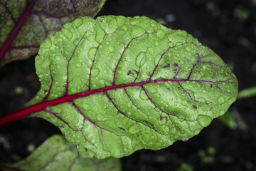 Image of Swiss Chard
