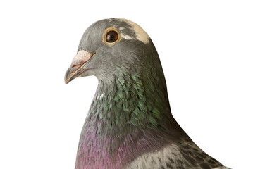 close up head shot of beautiful speed racing pigeon bird isolate