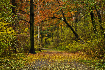 Horizontal shot of a forest pathway with colorful autumn foliage