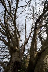 Low Angle View of Gnarled Old Tree