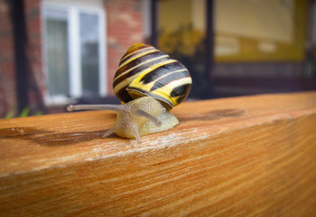 Freshwater garden snail slug slowly crawls on the wooden beam