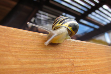 Freshwater garden snail slug slowly crawls on the wooden beam © Viktorus