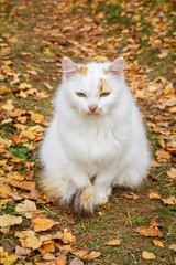 Naklejka na ściany i meble White cat sitting on the grass. Cat with red spots. Around yellow leaves. Autumn