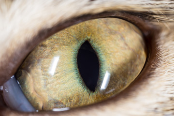 cat's eyes. macro