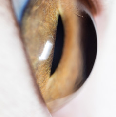 cat's eyes. macro