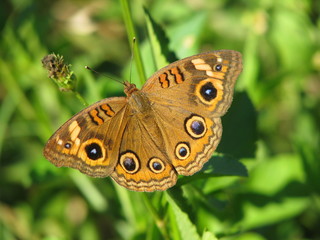 Obraz premium Mangrove Buckeye Butterfly on green background