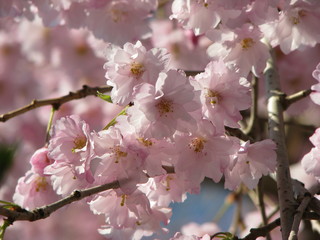 Fototapeta na wymiar Pink flowers in full bloom on tree in spring