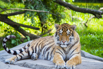 Tiger Resting 5