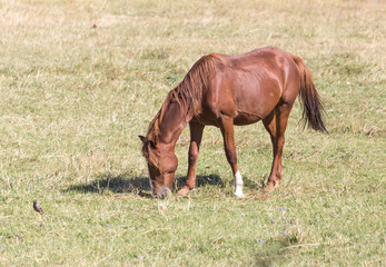 red horse on nature in autumn