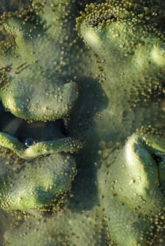green leather coral