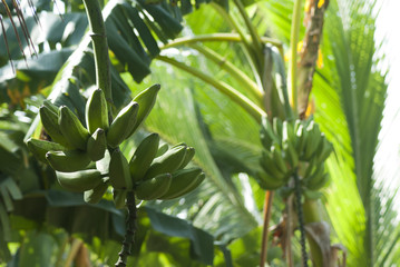 Cluster of growing bananas