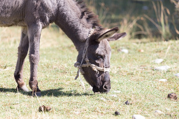 donkey in a pasture in the fall
