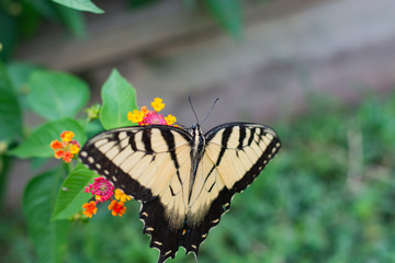 Butterfly close up.  Tiger Swallowtail.  Pollination. 