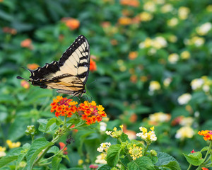 Beautiful Tiger Swallowtail butterfly in a vibrant garden scene. 