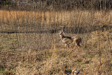 Deer standing in a winter grassland area of the Appalachian mountains. 