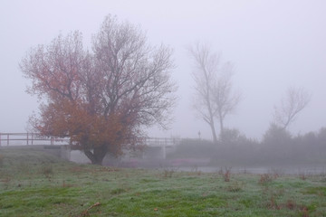 Fototapeta premium landscape with fog