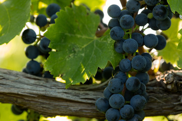 Wine grapes