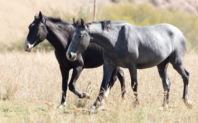 herd of horses in the pasture in the fall