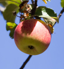 ripe apples on the tree in nature