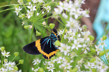 ニラの花の蜜を吸うキオビエダシャク