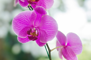 Pink orchid flower(Phalaenopsis) in a garden
