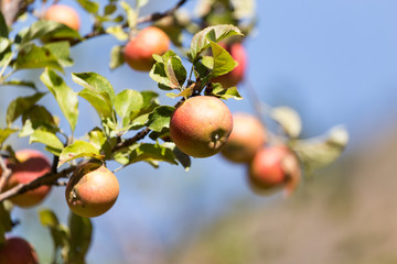 ripe apples on the tree in nature
