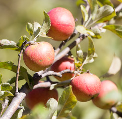 ripe apples on the tree in nature