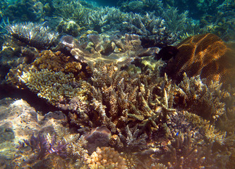 Naklejka na ściany i meble Hard coral formations